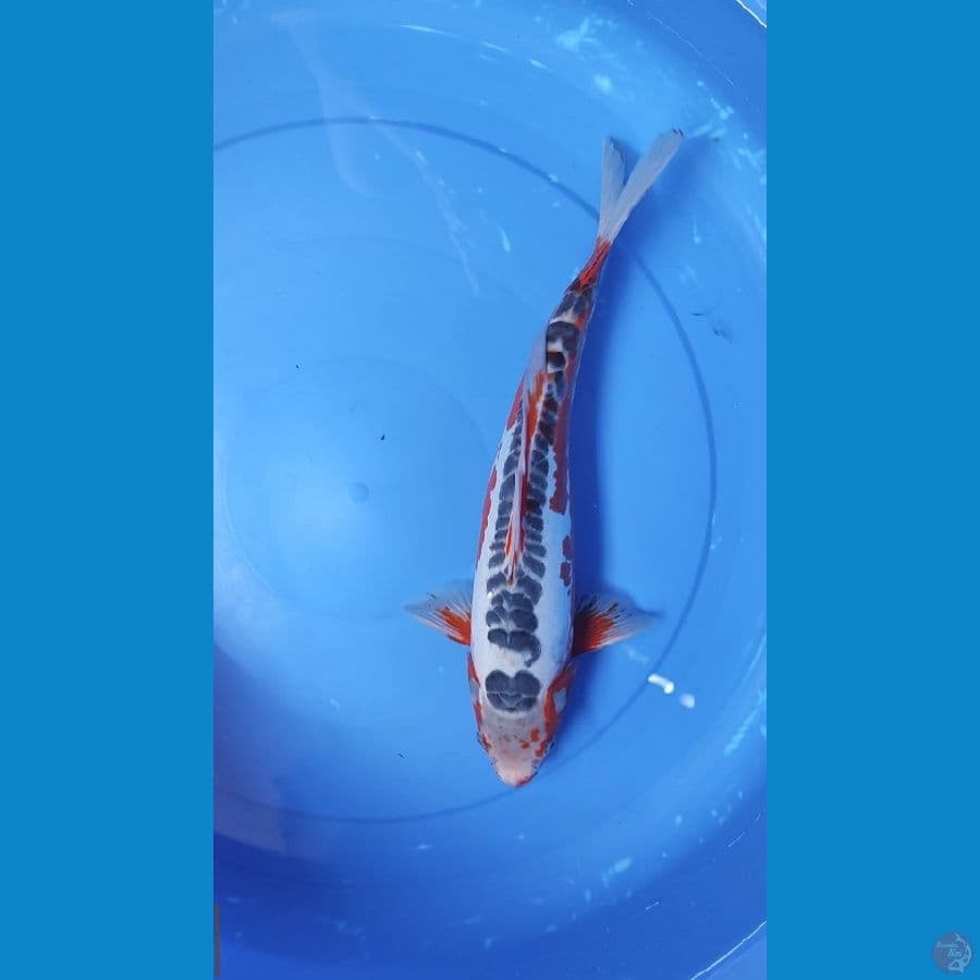 Hana shusui 36 cm