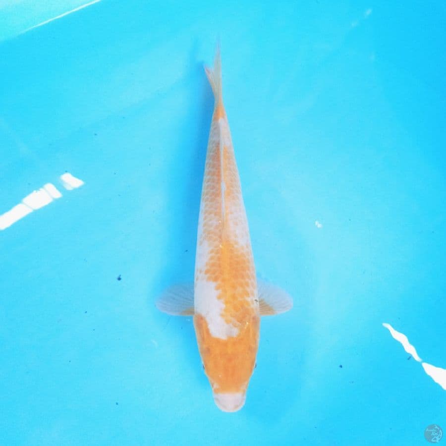 Kanoko Sabi Koyo 28 cm