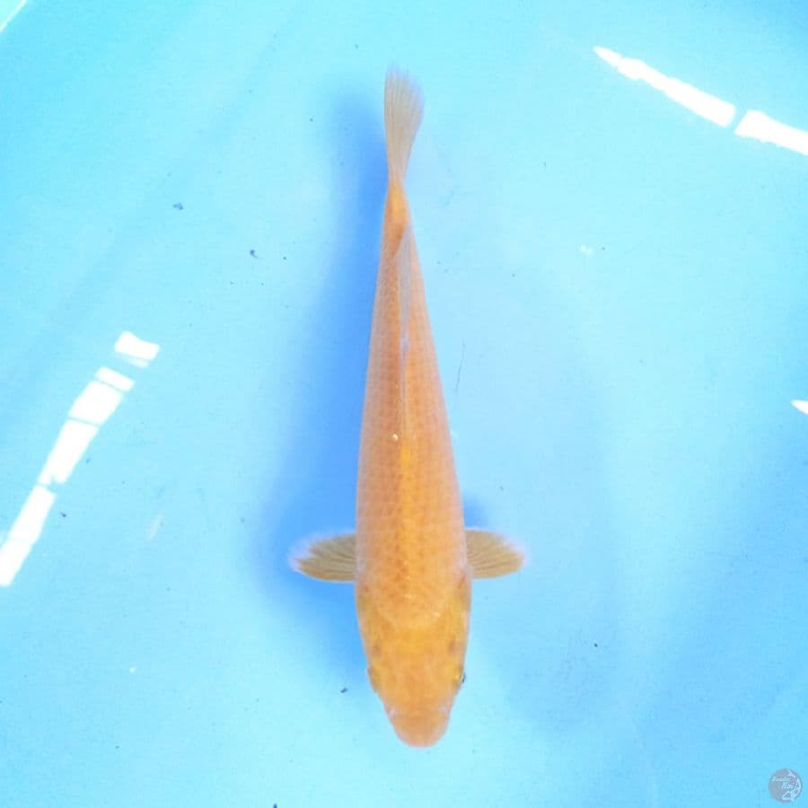 Karashi 26 cm