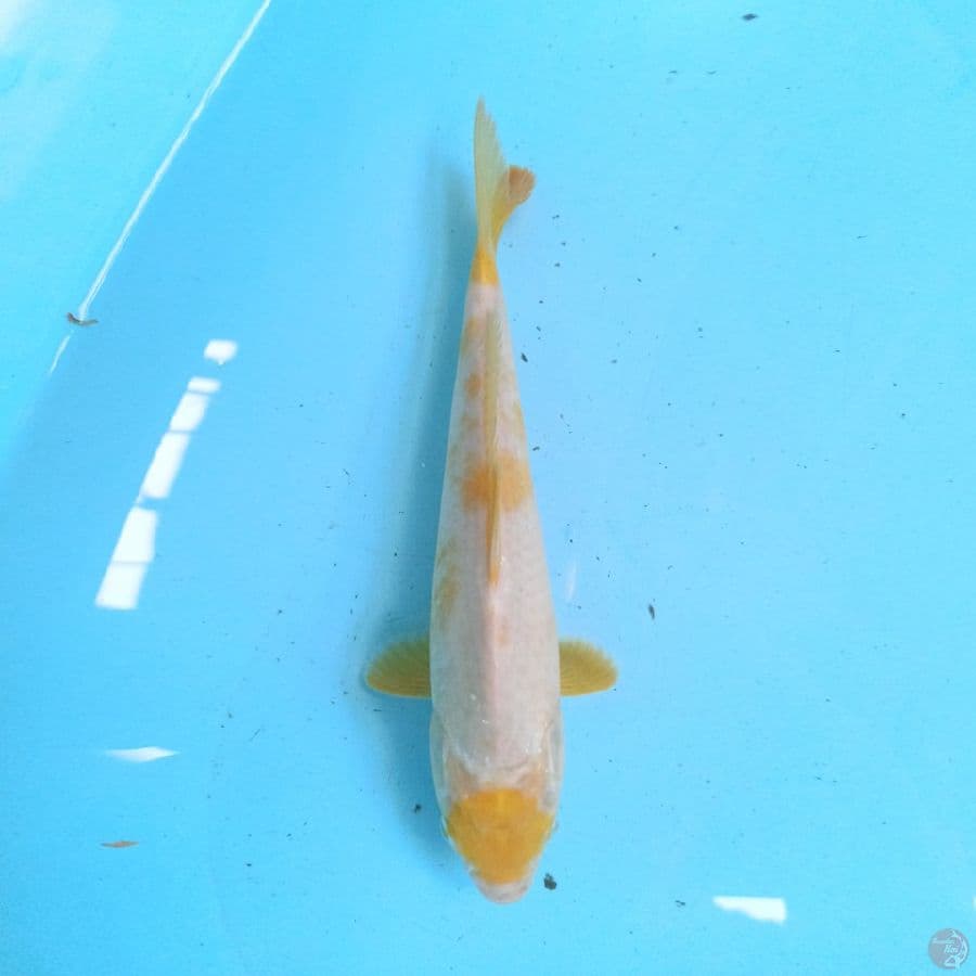 Maruten Sabi Koyo 24 cm