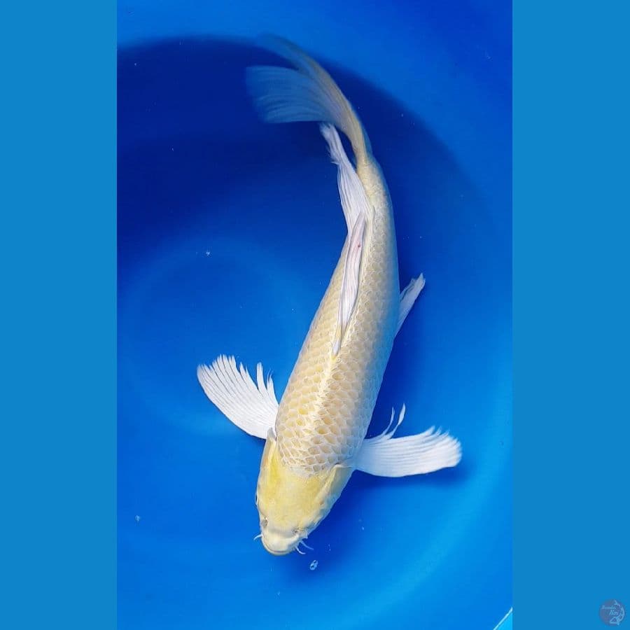 SLEYER YAMABUKI OGON 50cm