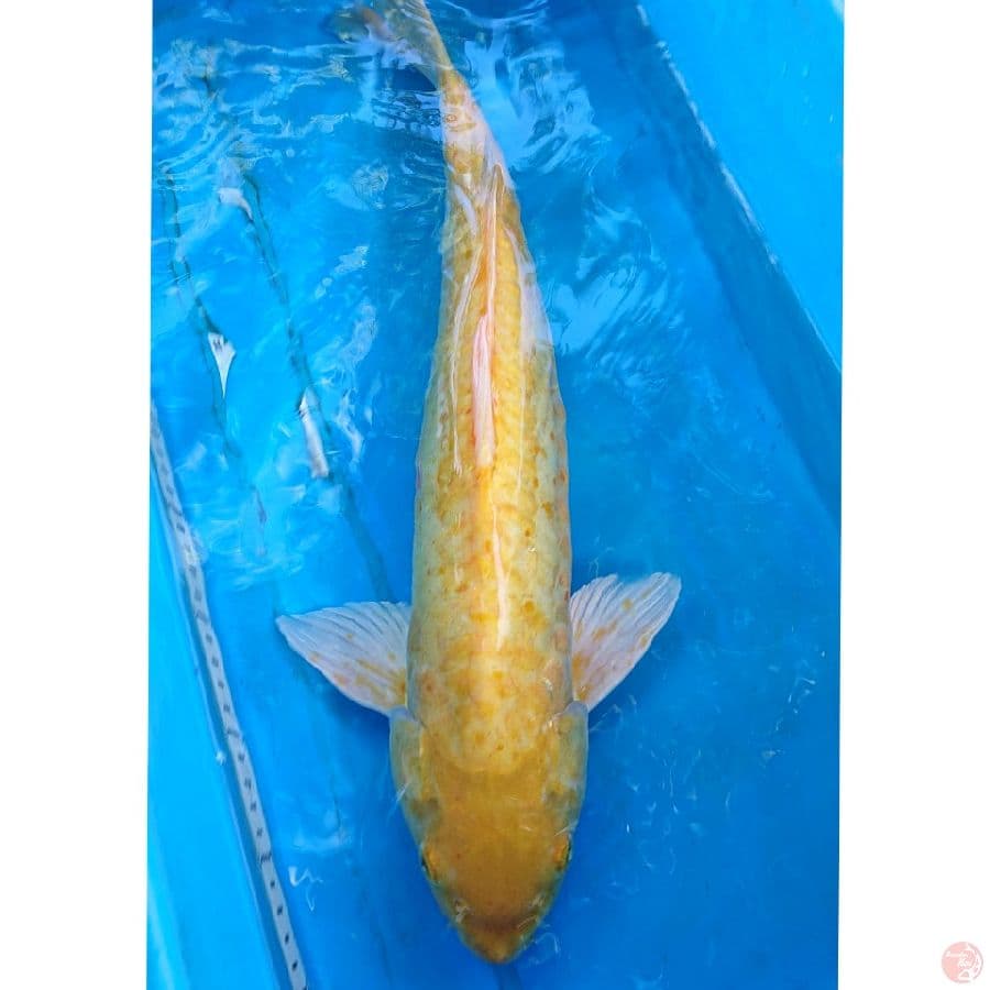 JUMBO KARASI DOITSU 52 CM
