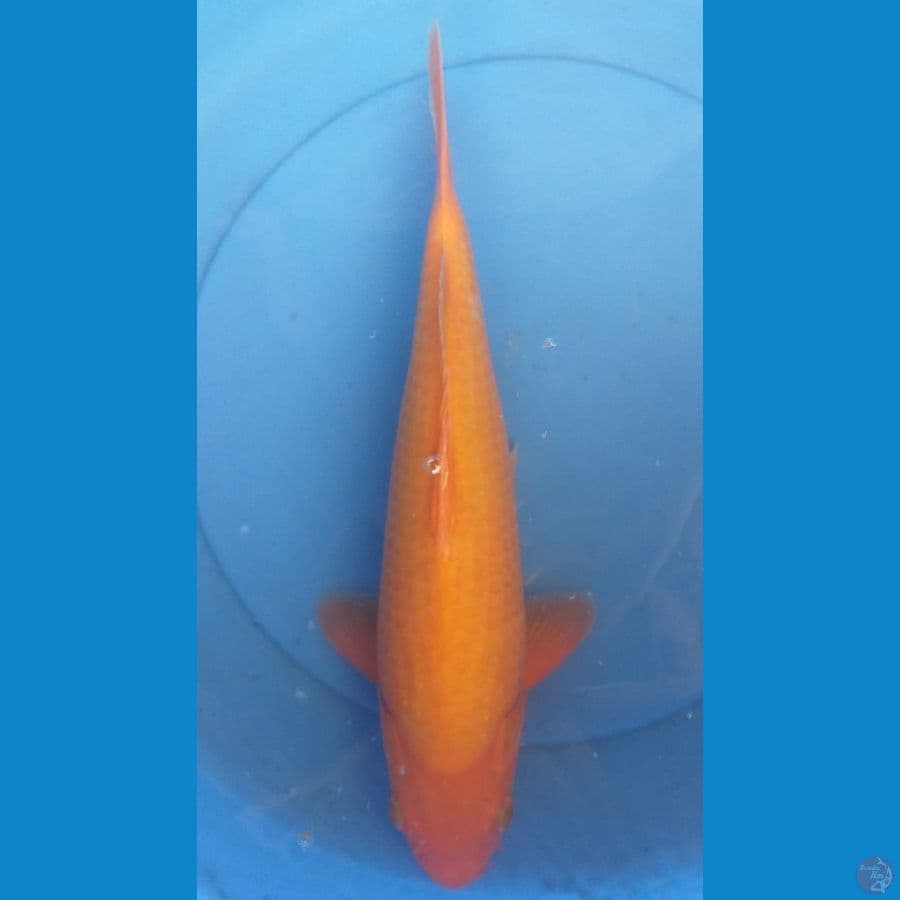Red Karashi 38cm/F