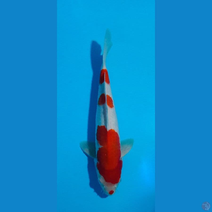 kohaku 3 step