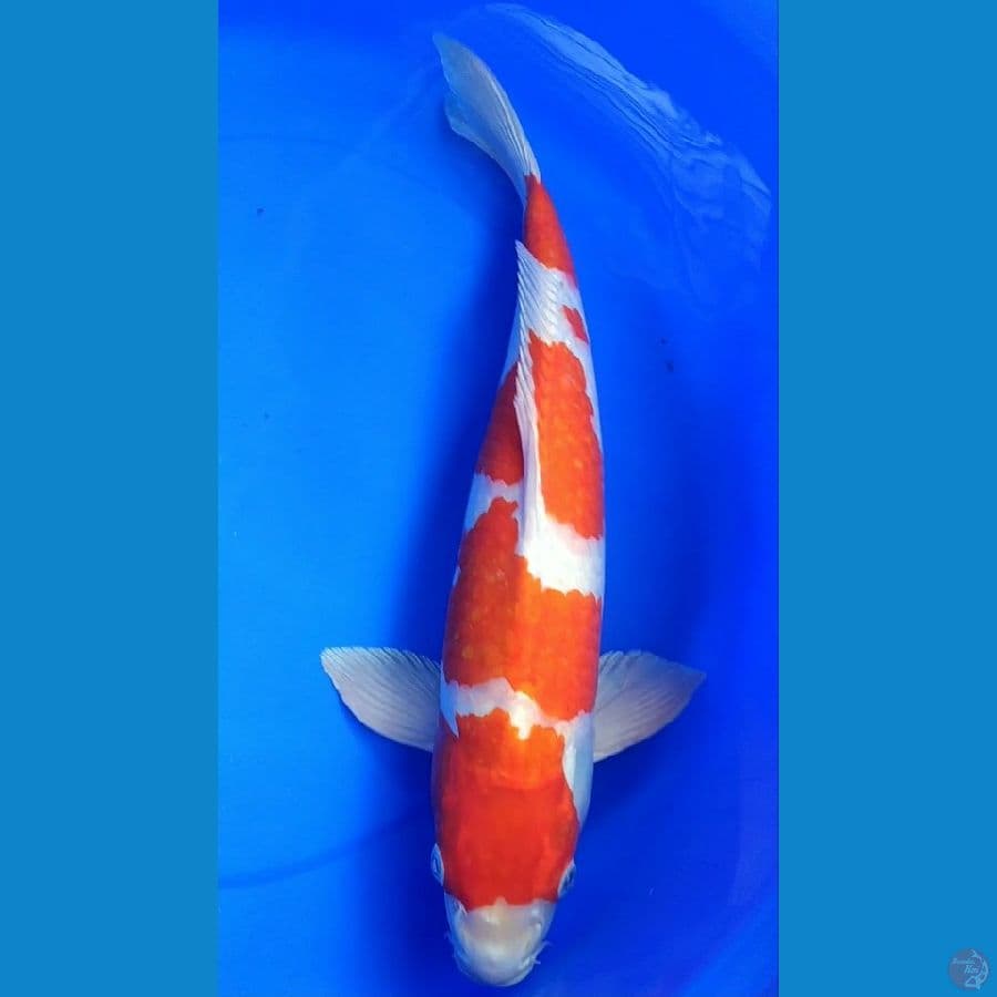 M47 kohaku hikari
