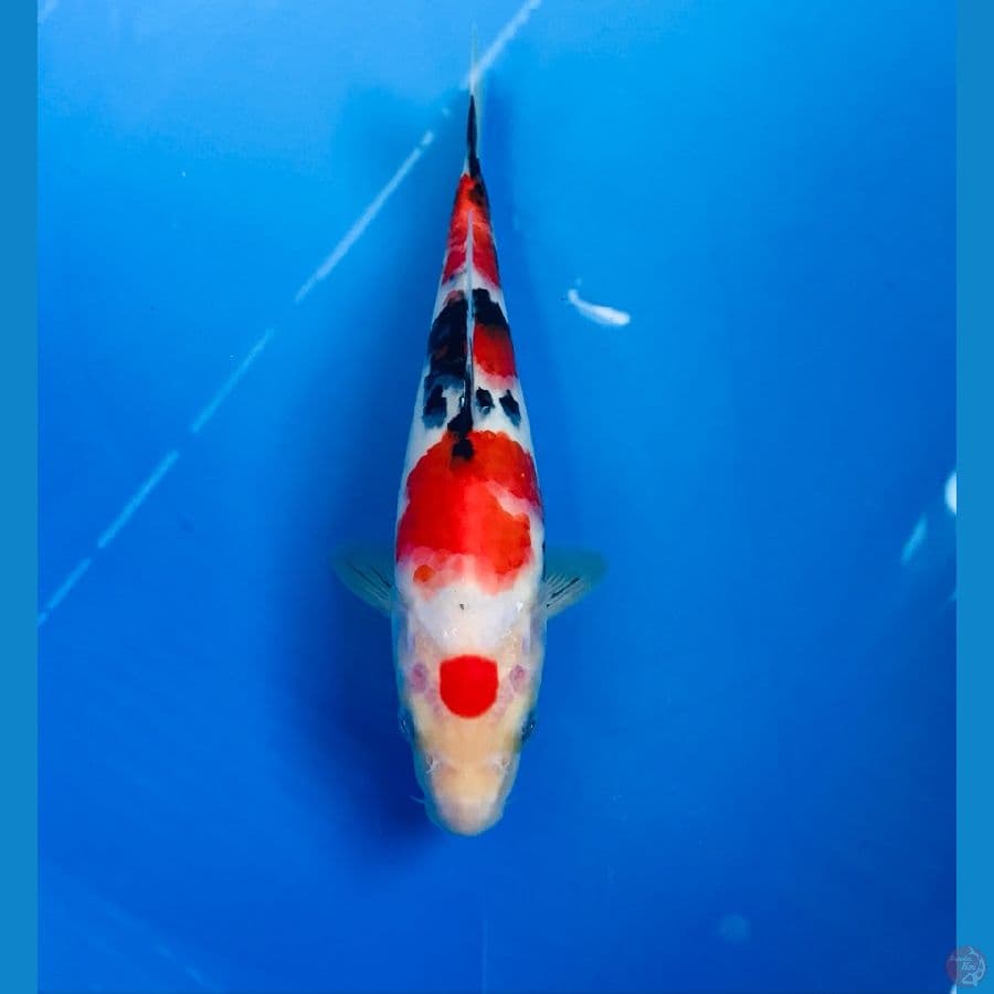 maruten sanke 22cm