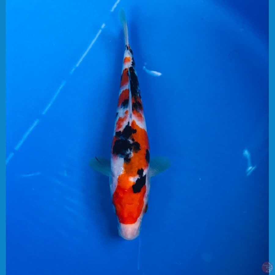 sanke, 22cm