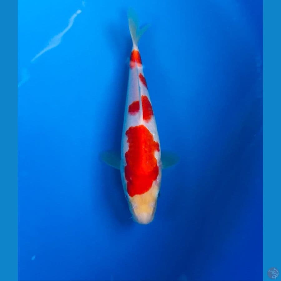 kohaku 20cm
