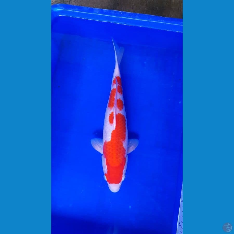 Hot Kohaku 39cm