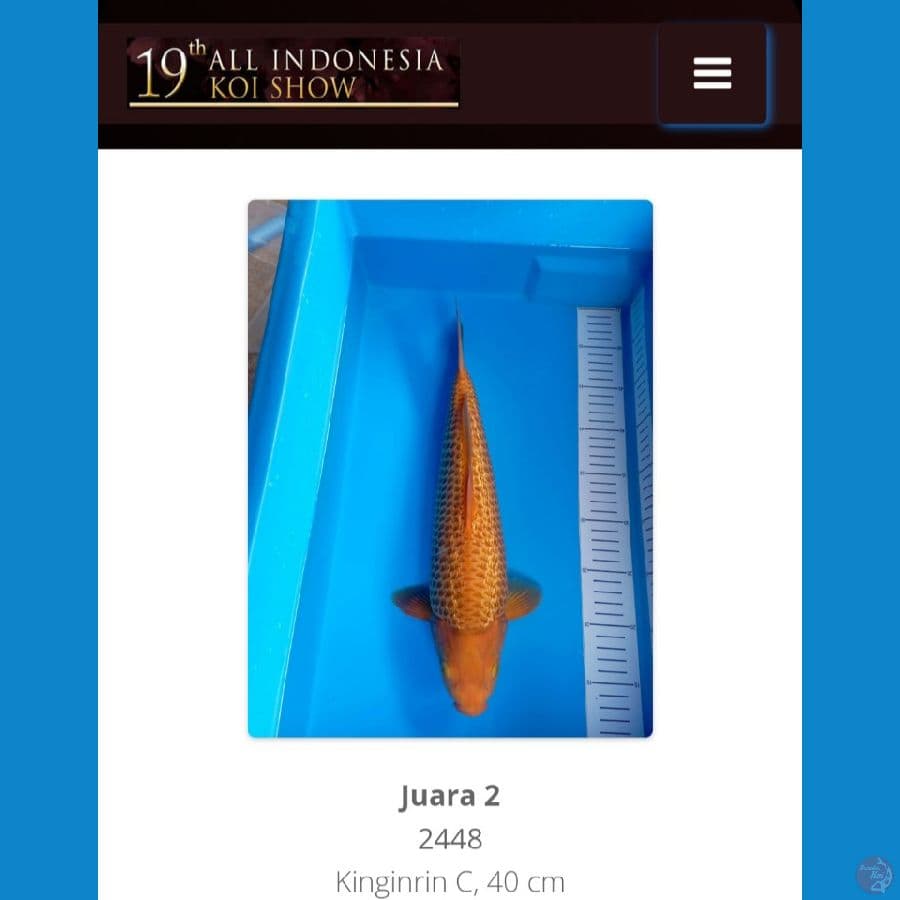 Caramel Ginrin 40Cm Jantan