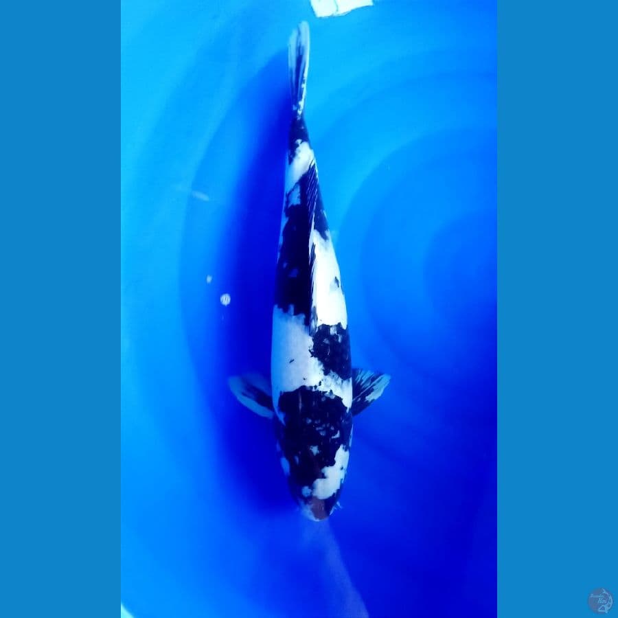 Shiro 48cm/male
