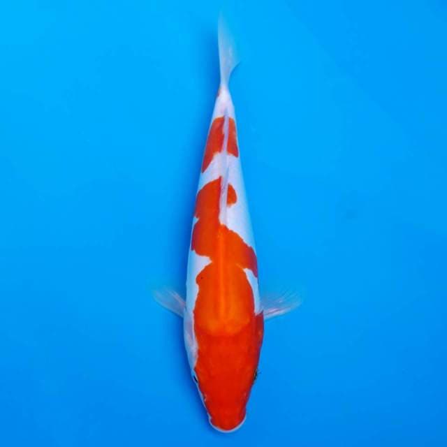 Kohaku nidan doitsu