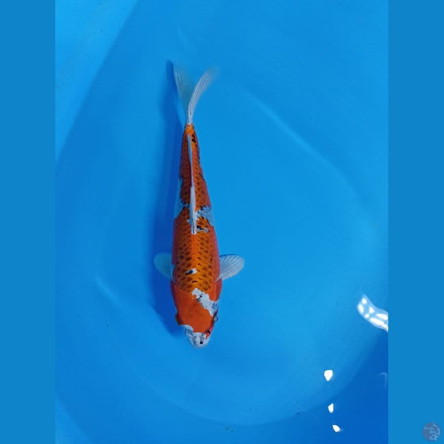 kujaku 31 cm
