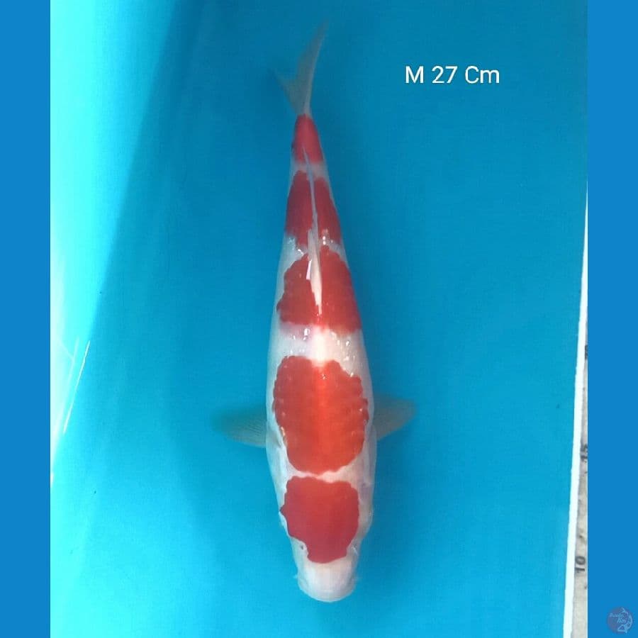 Kohaku, Male 27 Cm