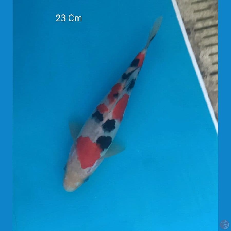 Sanke Quality, 23 Cm