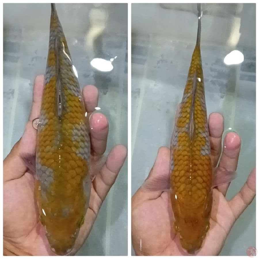 ochiba 27-27 cm
