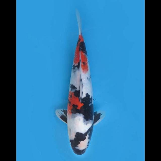 43cm- Jumbo Kindai Showa Putih