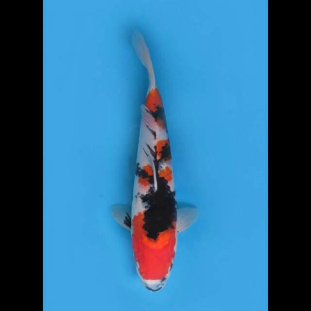 50cm - F1 Jumbo Showa Sanshoku