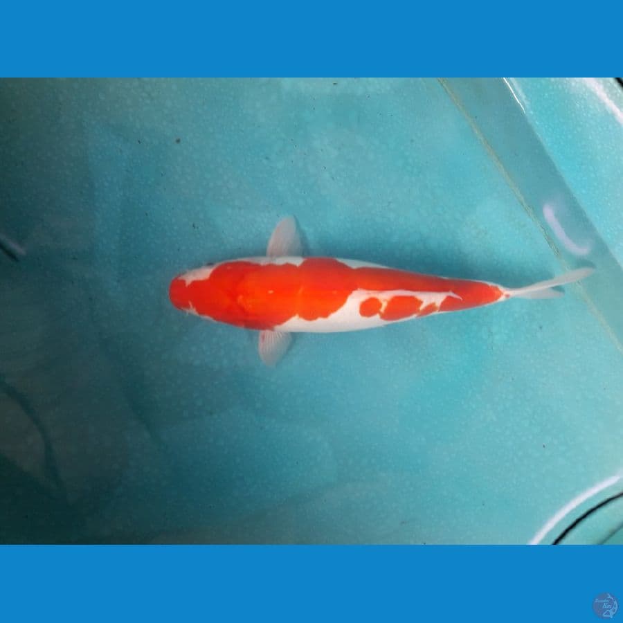 kohaku doitsu female