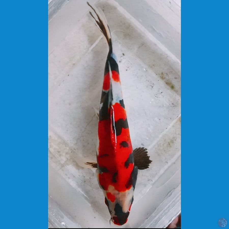 Showa doit male 20 cm