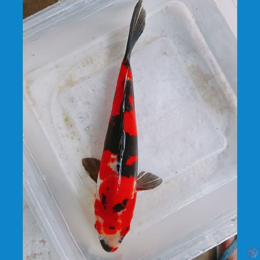 Showa doit male 20 cm