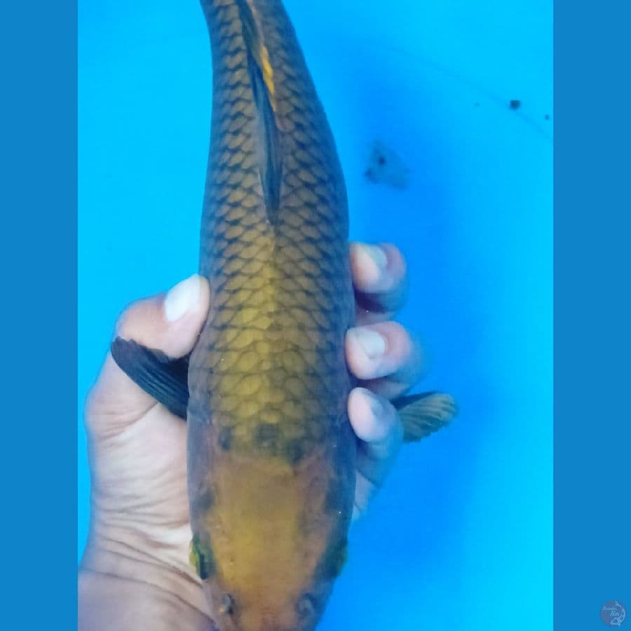 chagoi 35 cm