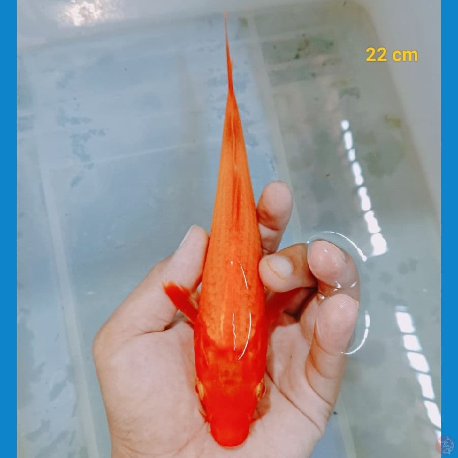 Benighoi tembus 22 cm