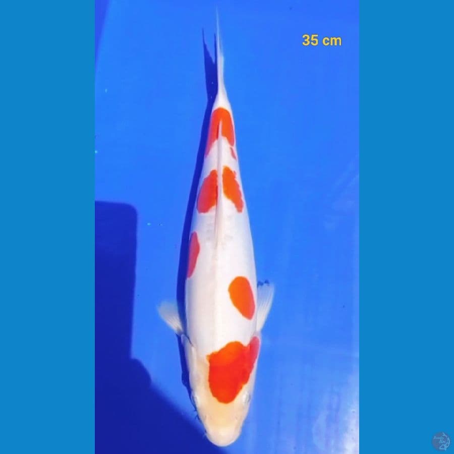 Doitsu murni 35 cm