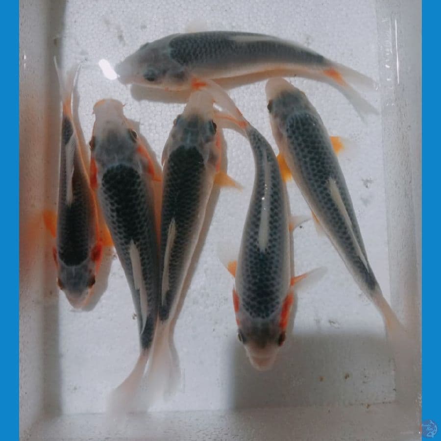 Ready Show 12-15 cm