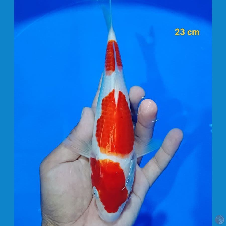 Kohaku 23 cm
