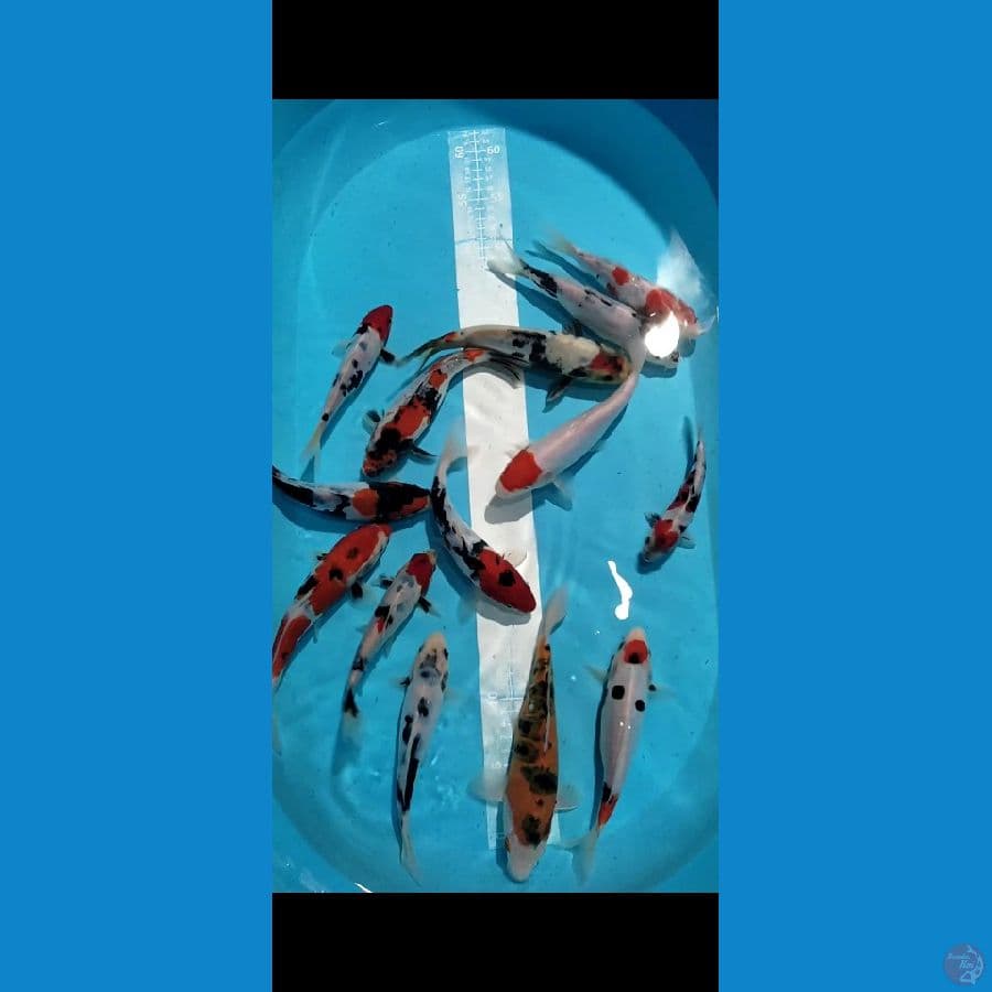 DOITSU Showa Grade mix