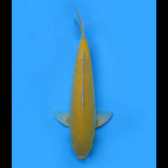 42cm - F1 Karasigoi Bakat Jumbo