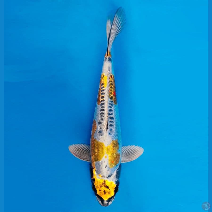 SHIBUYA 10 ~ Kikokuryu 37 cm/male ™