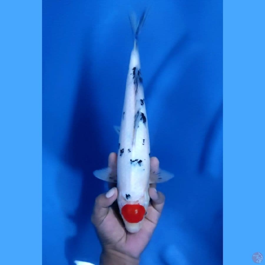 32CM # TANCHO SANKE - F