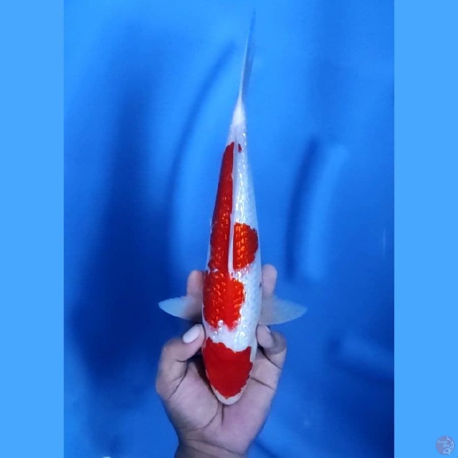 30CM # KOHAKU GINRIN - M