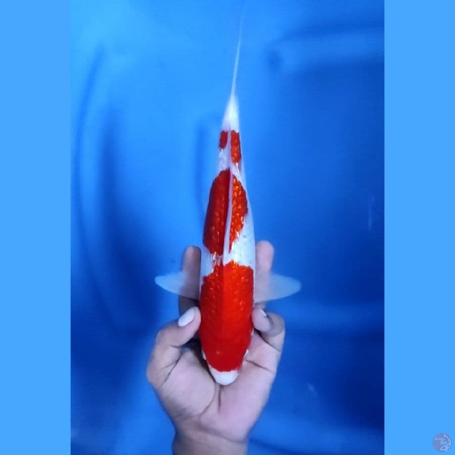 27CM # KOHAKU GINRIN ORIGINAL - M