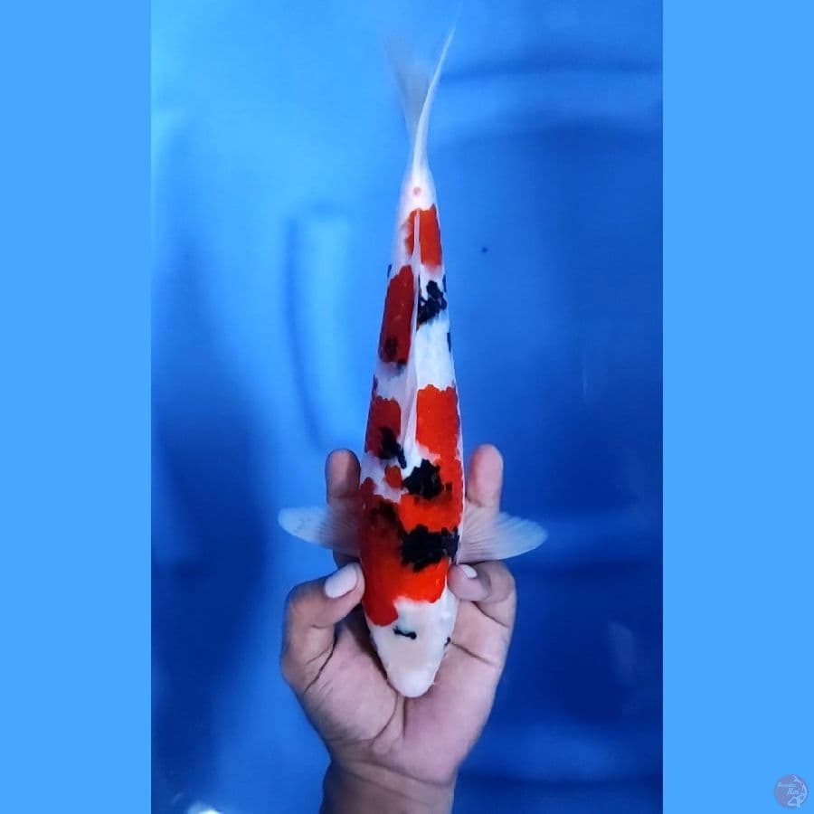 30CM # SANKE ORIGINAL - M