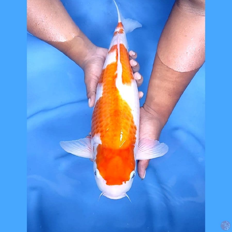 49CM # JUMBO KOHAKU BABY FACE - F