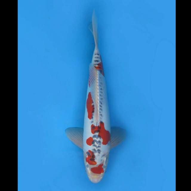 43cm - F1 Jumbo Sakura Beni Kikokryu