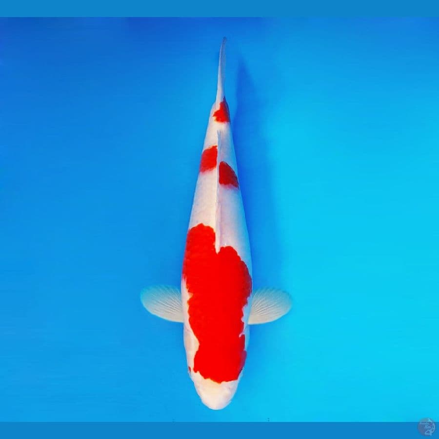 SHIBUYA 15 ~ Kohaku 43 cm/fm ™