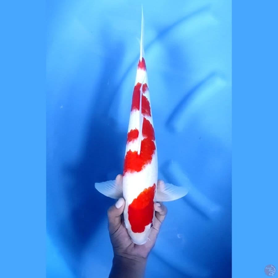 43CM # KOHAKU MANTAP - M