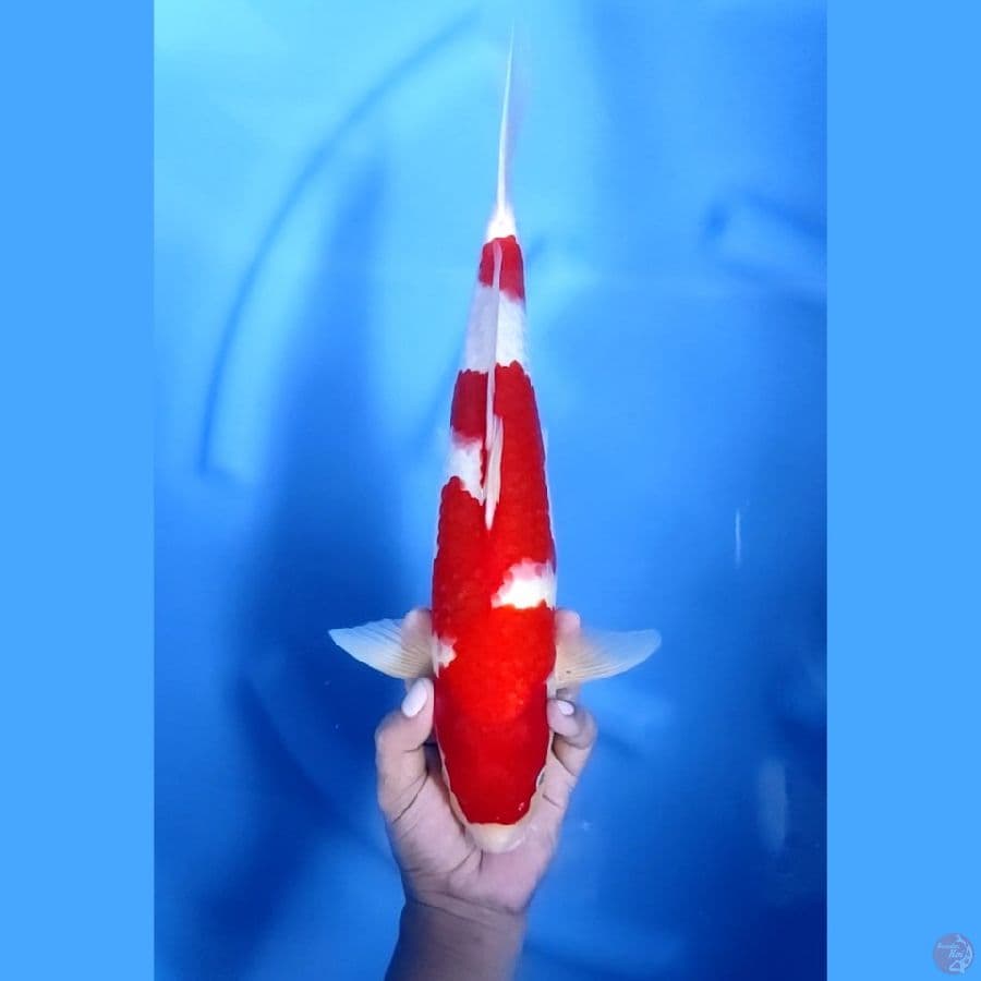 39CM # KOHAKU REDSTRONG - M