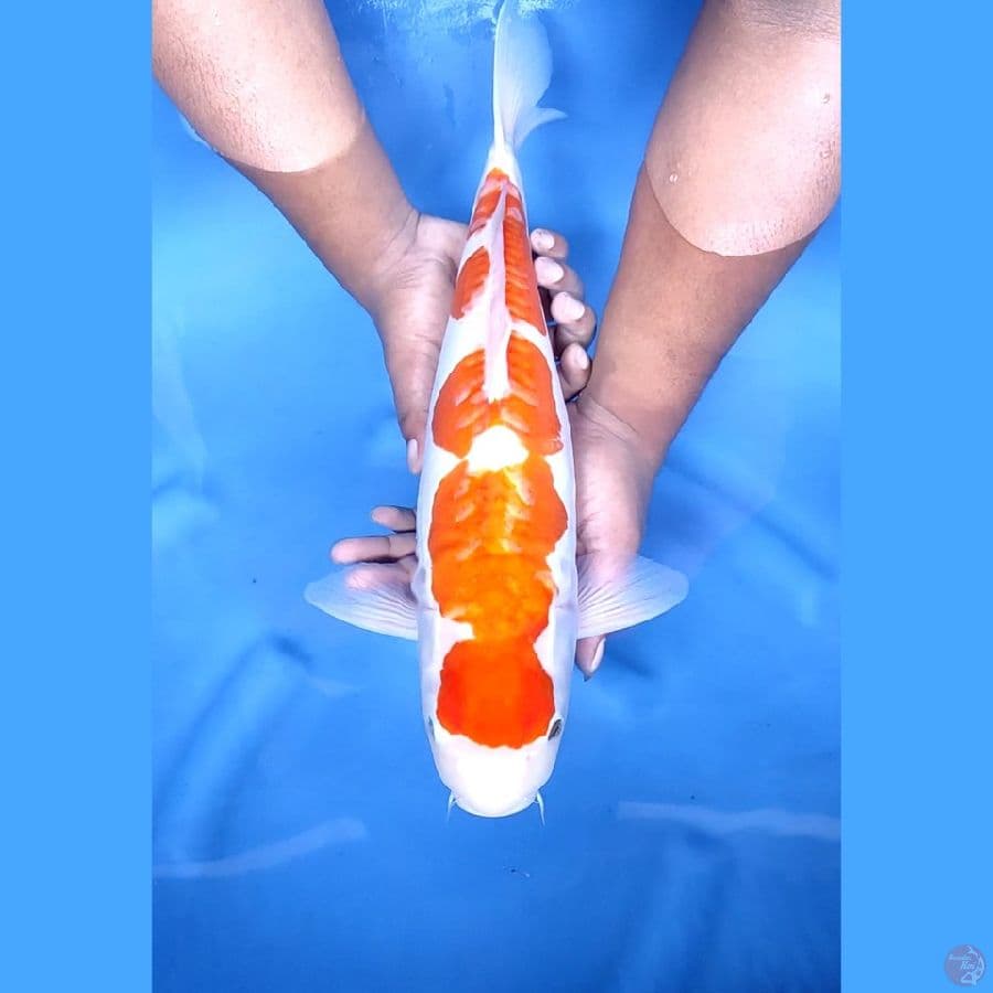 47CM # JUMBO DOITSU ARAGOKE - F