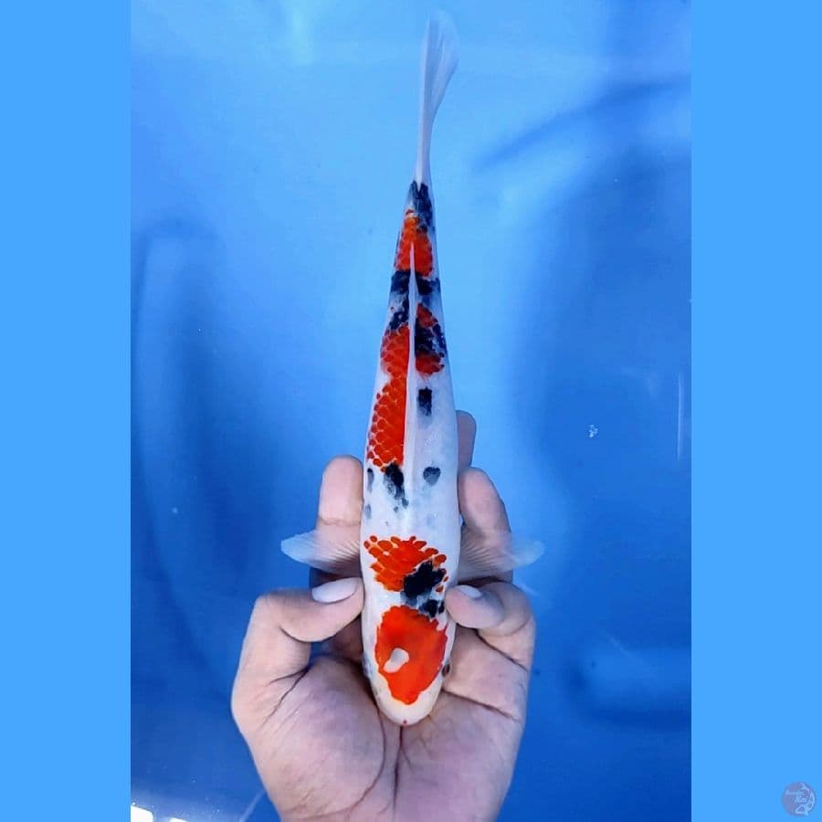 24CM # KANOKO SANKE ORIGINAL - M