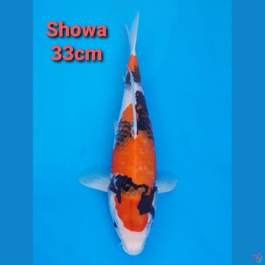 SHOWA 33CM