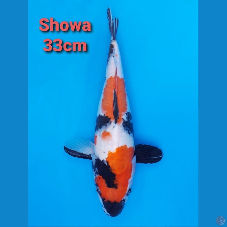 SHOWA 33CM