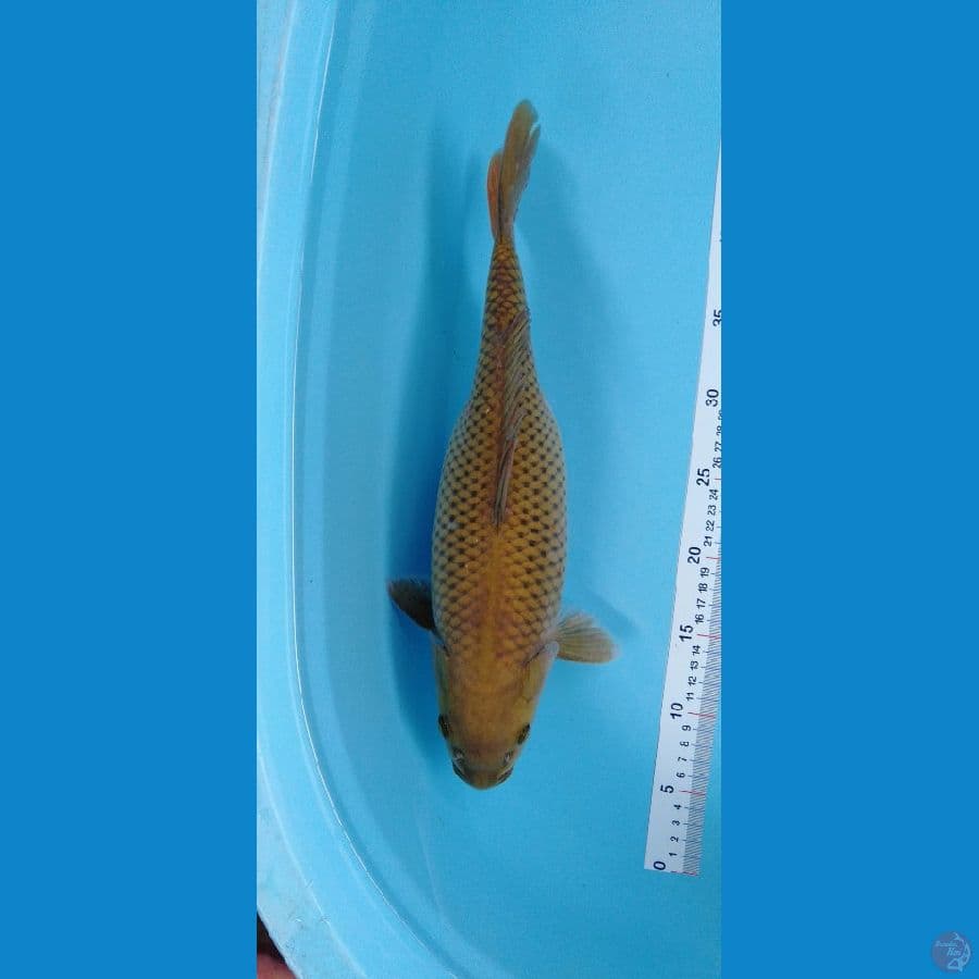 Midorigoi SB 40cm