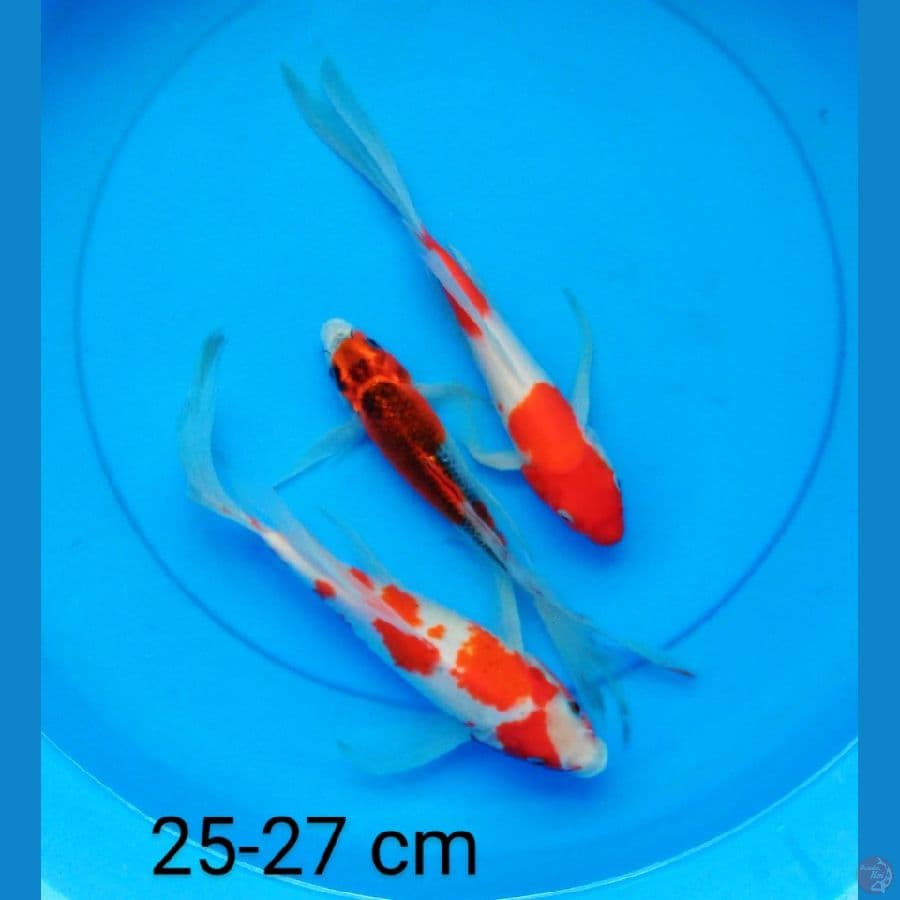 mix slayer 25-27 cm
