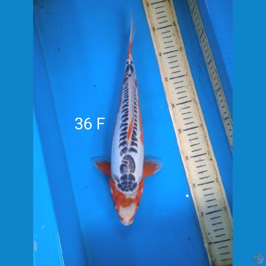 shusui 36cm F