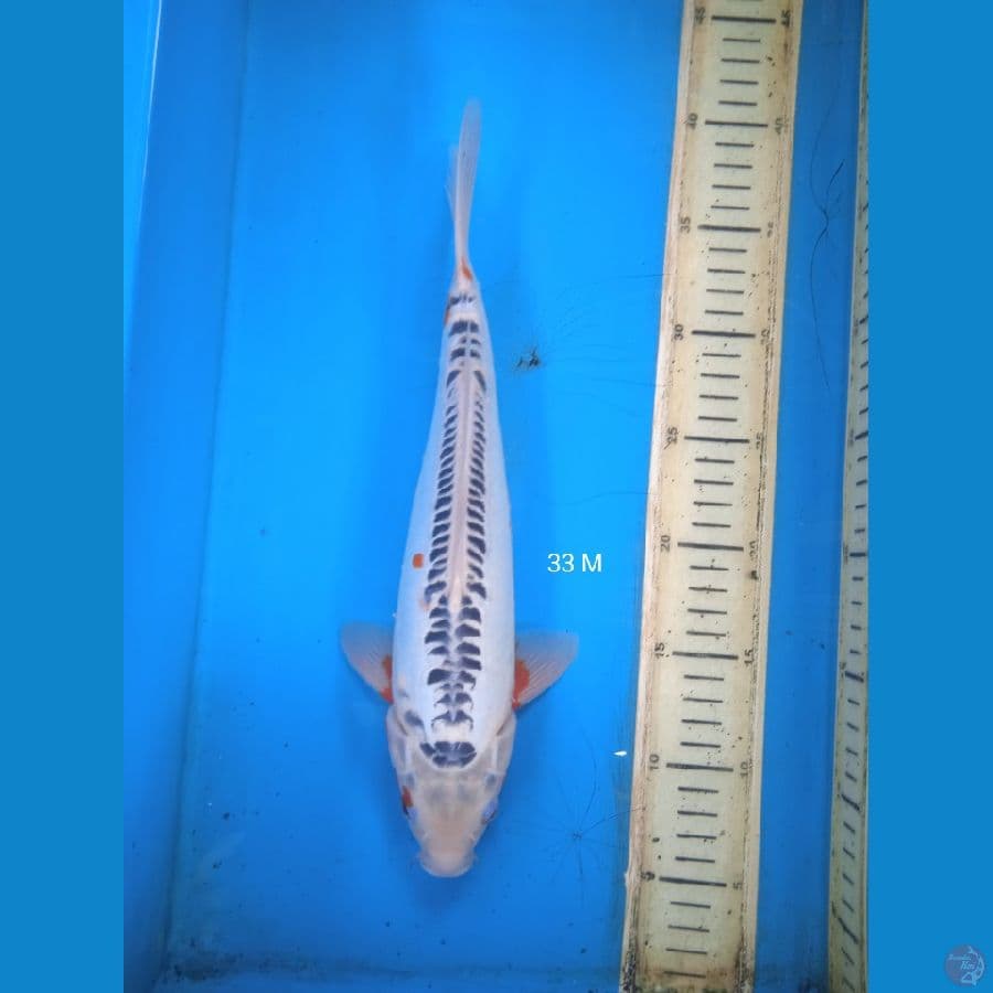 shusui 33cm M